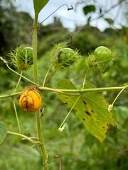 nature, floral, agriculture, beautiful, natural, organic, petal, botany, wildflower, flora, climbing plant, tropical plant, passiflora foetida, closeup, creeping vine, edible fruit, exotic vine, green