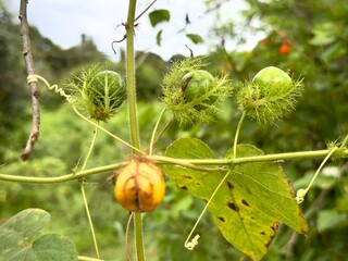 Close up of stinking passionflower (Passiflora foetida), known for its green, spiky fruit and delicate vine structure.