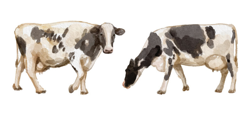 Watercolor set of cow for logo, invitations and more