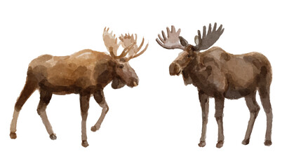 Watercolor set with moose deer for logo, invitations and more