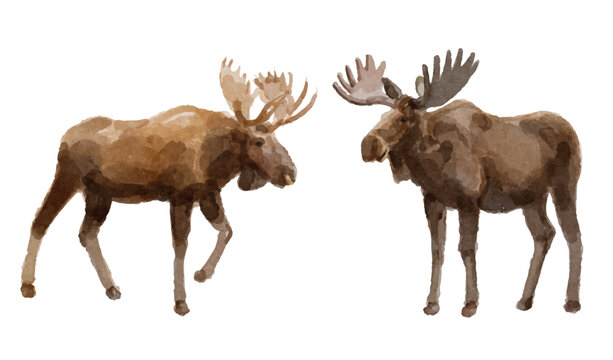 Watercolor set with moose deer for logo, invitations and more