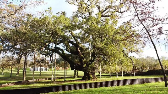 A drone shot moving forward close to the ground, capturing a 500-year-old oak tree in Portugal illuminated by golden morning light