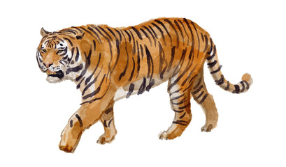 Watercolor illustration of tiger for logo, invitations and more