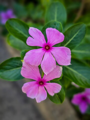 Vibrant Pink Periwinkle Blooms Close-Up