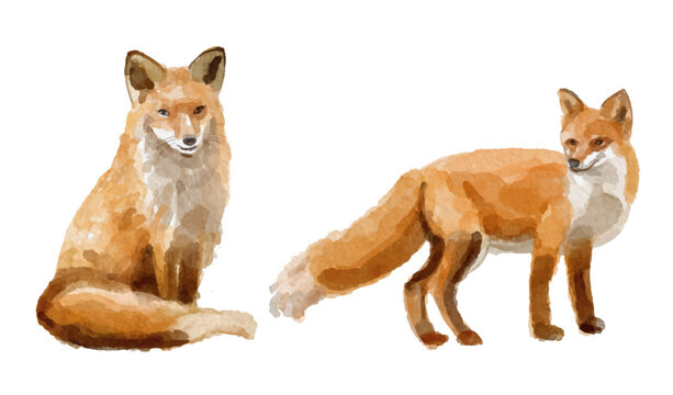 Watercolor set of fox for logo, invitations and more
