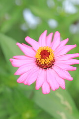 Obraz premium portrait of pink zinnia flowers with yellow buds and blurry behi