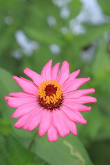 Fototapeta premium portrait of pink zinnia flowers with yellow buds and blurry gree