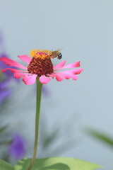 portrait of a pink zinnia flower with yellow buds and a bee flyi