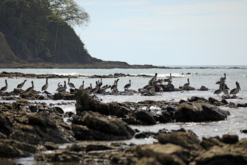 Flock of brown pelicans on the Samara beach of the Pacific Ocean. Guanacaste province, Nicoya Peninsula. Costa Rica, Central America