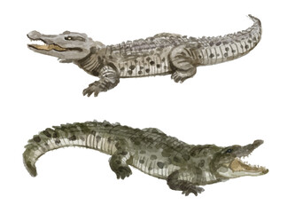 Watercolor set of crocodile for logo, invitations and more