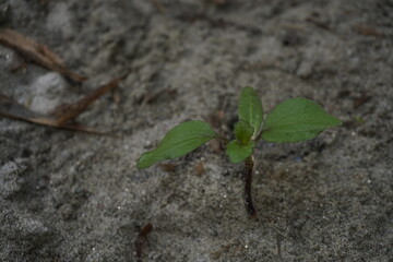 Single Green Sprout Growing in Sandy Soil