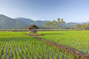 Lush Green Rice Paddy Fields Flourish Beneath a Clear Sky with Palm Trees and Rolling Hills