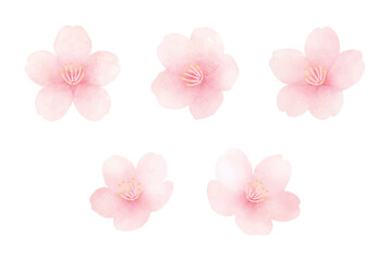 Cherry blossoms in full bloom. Cute hand painted spring flower set. Watercolor illustration.