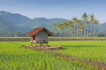 Rice Paddy Agriculture Flourishes with Hut, Palm Trees, and Mountains Serenely in the Background.