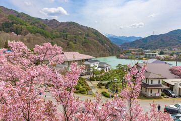 Sakura cherry blossoms in full bloom at the Takato Castle Park in Nagano Prefecture, one of the Japan's Top 100 Cherry Blossom Spots.