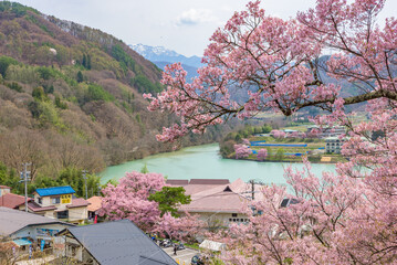Sakura cherry blossoms in full bloom at the Takato Castle Park in Nagano Prefecture, one of the Japan's Top 100 Cherry Blossom Spots.