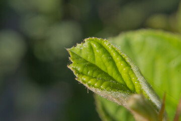 Close-Up of a Young plum tree Green Leaf