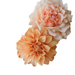 Beautiful pink and white roses in vase isolated on white background