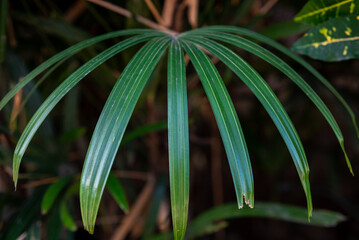 Natural background of fresh palm leaves