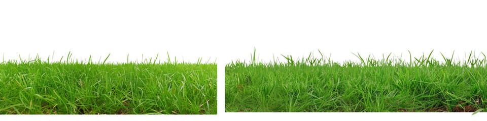 Obraz premium The grass is green and lush