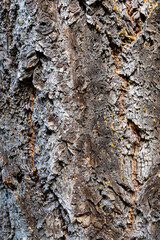 texture bark and moss brown and green