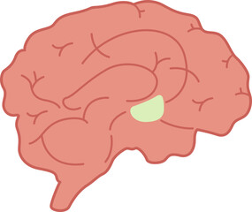 Program Mind Brain Human