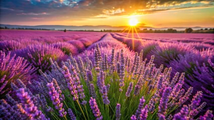 Fototapeta premium Stunning Aerial Drone Shot of Lavender Fields: Close-Up Purple Flowers Blooming in Summer