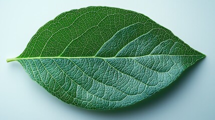 Close-up of a single, vibrant green leaf with detailed vein structure, isolated on a light background.