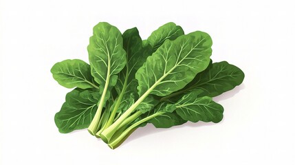 Fresh Organic Lettuce Isolated on White Background