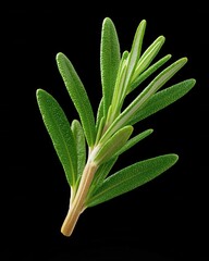 Fototapeta premium [Green rosemary sprig on dark background] Fresh Green Rosemary Herb Close-Up Against Dark Gray Background with Vibrant Texture Details