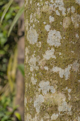 Close-Up of Lichen Patterns on a Tree Trunk