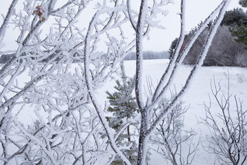 Frosty Scot through Poplar