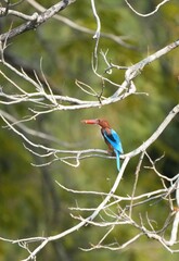 Common Kingfisher, living naturally in a public park, Bangkok, Thailand.