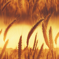 A golden hour sunset casting a warm, glowing light over a corn or wheat field