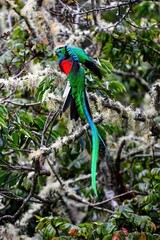 The Crested Quetzal, Male bird with its unique tail feathers in Costa Rica