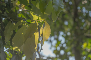 Sunlit Lychee Leaves in a Green Canopy
