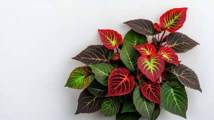 Obraz premium Vibrant red and green leaves on white background