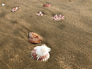 shells on the beach