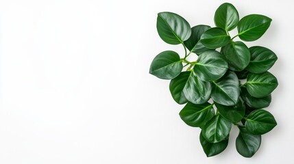 Obraz premium Lush green philodendron leaves against a white background