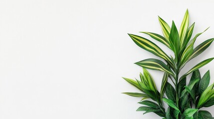 Naklejka premium Vibrant green tropical plant against minimalist white background