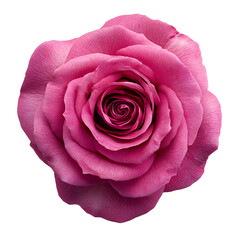 Pink rose png isolated on transparent background