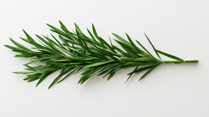 Fototapeta premium Fresh green twig of rosemary herb on light background