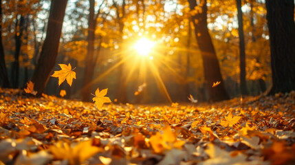 Golden maple leaves falling on an autumn forest floor with warm sun rays