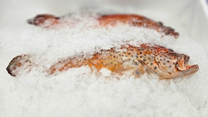 fish on ice, fresh raw grouper displayed on the ice in supermarkets, seafood, 