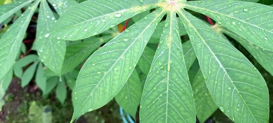 Yogyakarta Indonesia, February 2025 Green cassava leaves on a tree. Cassava leaves are very popular in Indonesia for cooking