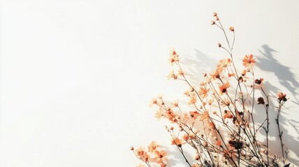 Minimalistic floral arrangement with dried flowers casting shadows on plain white wall