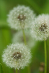 Macro of Dandelions