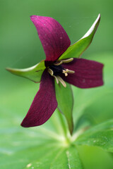 Red Trillium Wildflower growing in the forest