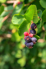 Saskatoon Berry Barn