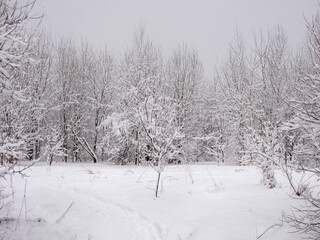 Obraz premium landscape with plants under snow in spring